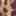 Talaa Pump Light Brown/Black Leopard Print view